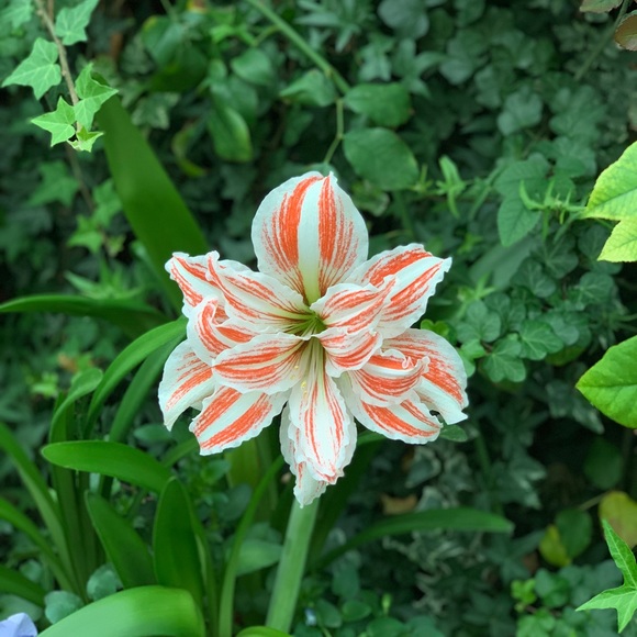 Meet your Posher, Carly - Picture 2 of 2